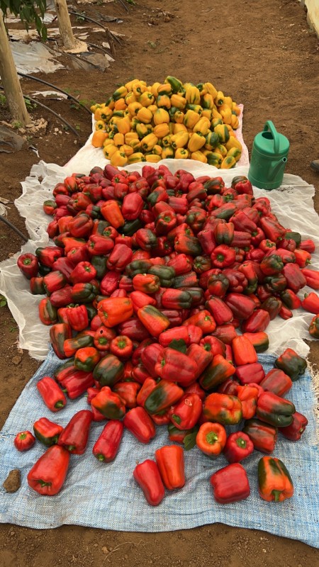 Coloured Capsicums (Peppers) from Kenya